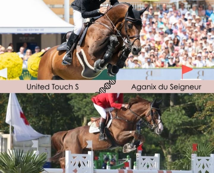 United Touch S avec la mère de Hellix du Seigneur, classé en CSI5* 1.60m avec Kim Emmen, et sœur d’Aganix du Seigneur Z (1.60m) ! Mère par Calvaro Z x Chellano Z, déjà mère de 4 performers 1.45-1.60m, dont Ironix et Junior du Seigneur (1.55m).