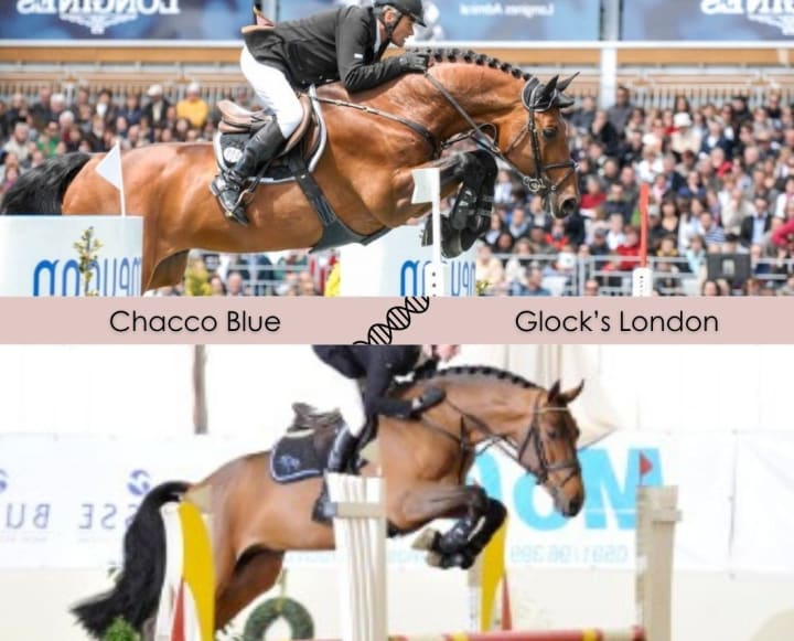 Chacco Blue avec la mère de Lord Pizarro (1.55m, Enrique Gonzalez), approuvé Hann et OS ! Mère par Stakkato x Landadel, sœur de Summersby, classée 1.60m, et d’Estragon 14 (1.45m). Lignée de Leave The Light On (1.50m) et Cador Rubin (1.55m).