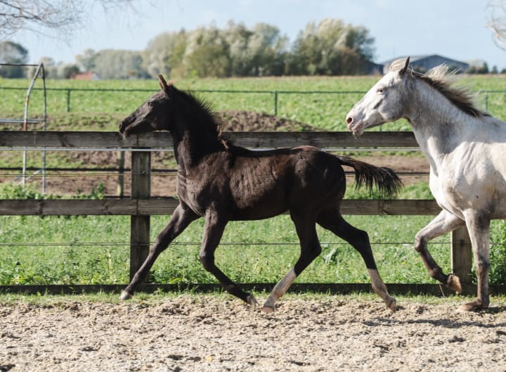 The very first appaloosa filly by Casall ASK! Outstanding movement and an evolving spotted coat, out of NApS-registered Amazing Icara by Peru’s First Class x Palousa-Sturdy Fellow. No blood of J-Nius VV Z (Little Indian) or Irelkao L’Evidence!