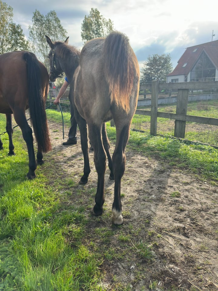 Première pouliche appaloosa de Casall ASK ! Des allures remarquables et une robe évolutive pour cette femelle issue d’Amazing Icara, par Peru’s First Class x Palousa-Sturdy Fellow. Sans sang de J-Nius VV Z (Little Indian) ni d’Irelkao L’Evidence !