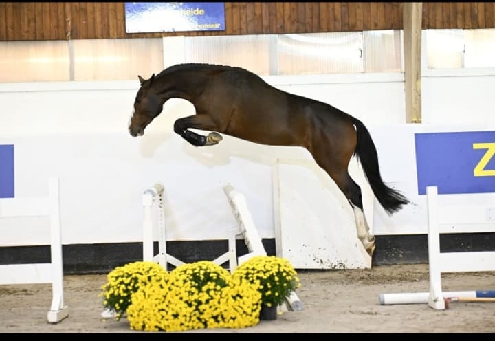 Femelle yearling par Tangelo, avec la nièce de Jasper, étalon approuvé 1.60m et gagnant en CSI5* avec Kent Farrington ! Mère par Diamant de Semilly x Heartbreaker. Lignée de Leopard of Ballmore et Ublesco, performers 1.60m !