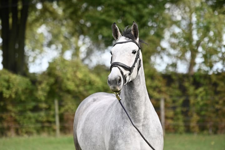 4-year-old mare by Utamaro d’Ecaussines Z, 1.60m World Cup winner in London-Olympia with William Whitaker! Her sire competed at the 2018 World Equestrian Games (1.65m). Dam Jalulah MKM Z by Jaguar van Paemel x Kannan, both 1.60m performers.