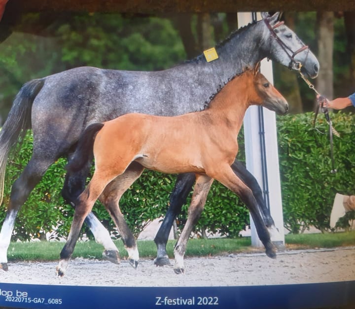 Femelle de 4 ans par Utamaro d’Ecaussines Z, gagnant de la Coupe du monde de Londres-Olympia (1.60m) avec William Whitaker ! Son père a disputé les Mondiaux 2018 (1.65m). Mère Jalulah MKM Z, par Jaguar van Paemel x Kannan, tous deux 1.60m.