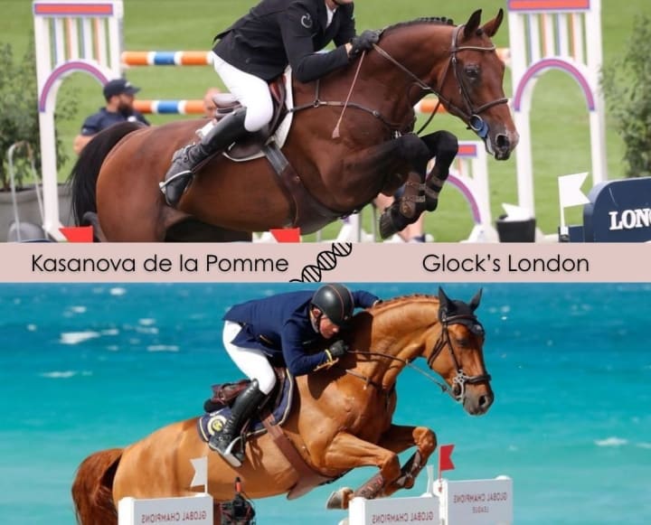 Avec une fille d’Eureka van ’t Roosakker (1.60m, Maikel van der Vleuten) ! Par Kasanova de la Pomme, mère Imposante de Muze (1.40m). Lignée maternelle de Mumbai (CSI5* 1.60m, Christian Kukuk) et Glock’s London, double vice-champion olympique !
