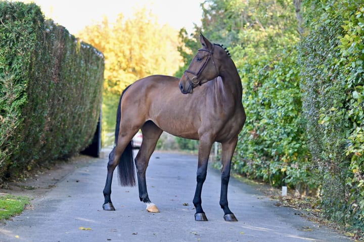4-year-old mare out of a full sister to Dehli do Santo Antonio (1.60m), sister to Chanel XXV (CSIO5* 1.60m, Sameh El Dahan)! Damline of 23 performers 1.45-1.65m. Her granddam is a full sister to licensed stallions Corofino I and II (1.60m).