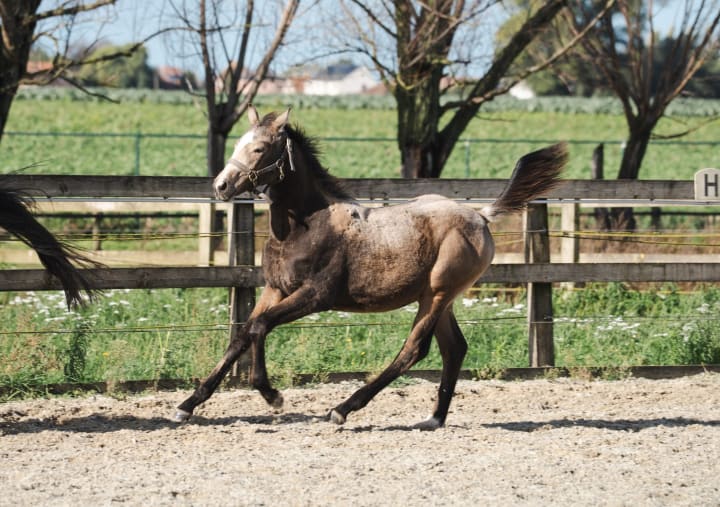 Striking buckskin BWP filly by Diamante, a rare cremello international 1.40m performer! Out of Krizia du Bois, by Indoctro x Major de la Cour x Almé Z. Her granddam is a sister to the dam of Galvano van de Vlasput, international 1.60m performer.