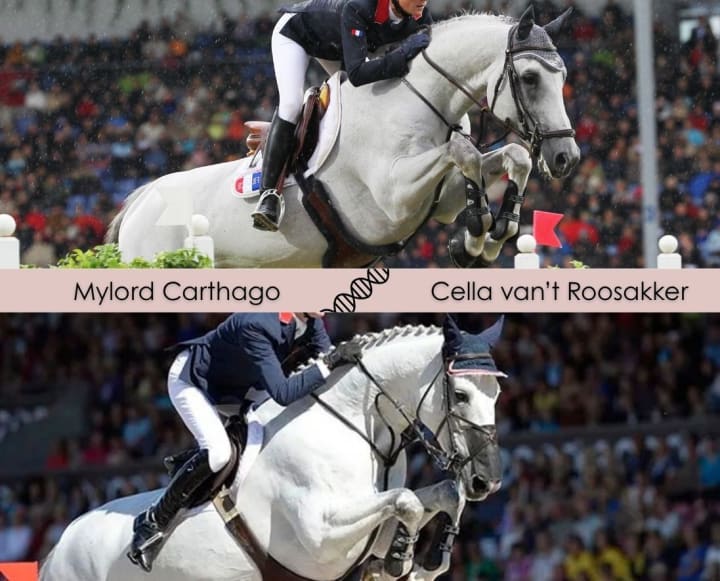 Mylord Carthago avec la lignée de Cella, vice-championne d’Europe avec Ben Maher ! 116 performers 1.45-1.65m, dont 42 à 1.60m et plus ! Sa mère est sœur de Tinkoucha et Attoucha Hero Z, classées 1.60m, et fille de Gatoucha van ’t Roosakker, 1.50m !