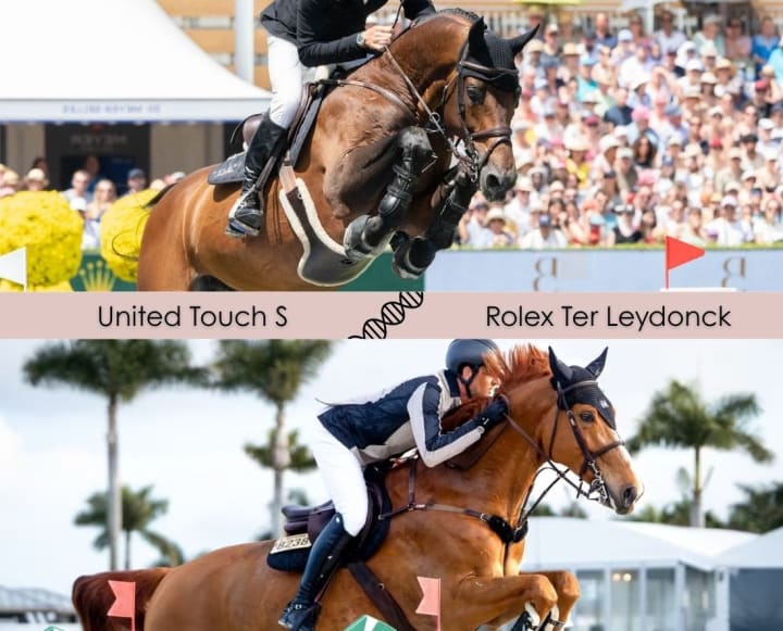 United Touch S, Champion d’Europe, avec une mère par Bamako de Muze 1.35m, sœur de 8 performers 1.30-1.60m dont Rolex Ter Leydonck et Hera van de Kouterhoeve 1.60m, The Duchess 1.55m et Ozzy Ter Leydonck 1.50m!