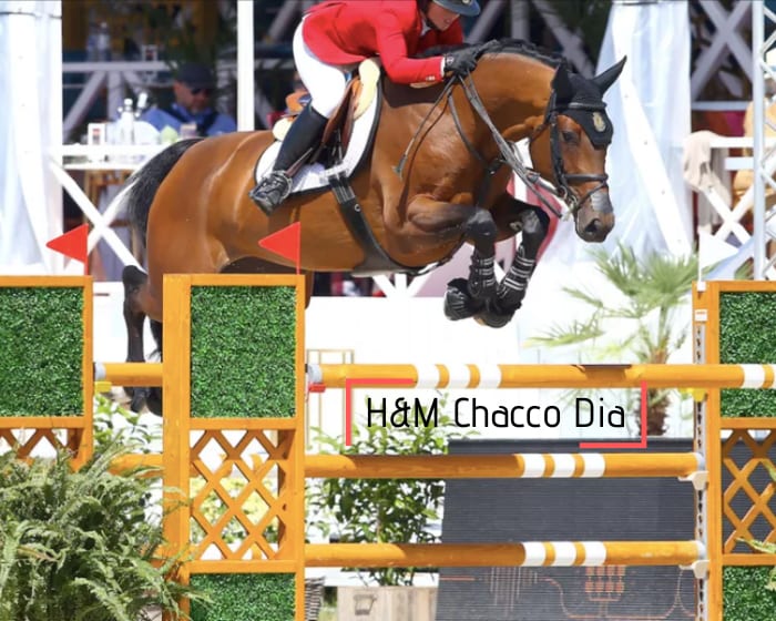 Full brother/sister of H&M Chacco Dia, CSI5* 1.60m and clear in CSIO5* 1.55m with M. Baryard-Johnsson in 2021! By Diarado x Chacco Blue x Baloubet du Rouet, out of the sister of Casper 2nd in CSI5* 1.60m, Tryon WEG and Cabanus Grand Prix CSI 1.55m