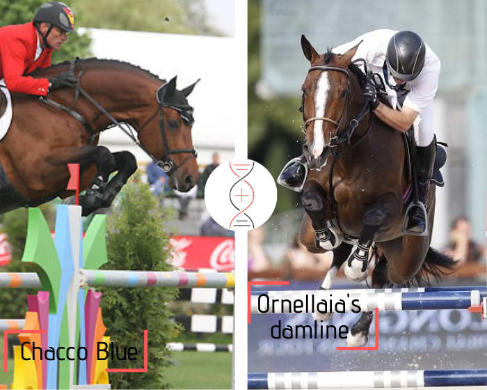 Chacco Blue out of the damline of Fein Cera Athens Olympic Champion, By Cera d’Ick, and Ornellaia winner in CSIO5* 1.60m with J. Whitaker! Out of Calandra 19 CSI2* 1.40m, 1.60m performers’ damline including Zera 23, Castelfield Dream and Consul