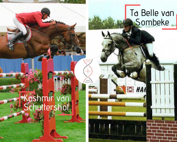 Kashmir van’t Schuttershof x Vigo d’Arsouilles x Chin Chin out of Ta Belle van Sombeke’s daughter, also sister of Glock’s London, Quasibelle du Seigneur, Casimir de la Pomme, Dabelle, performers’ damline