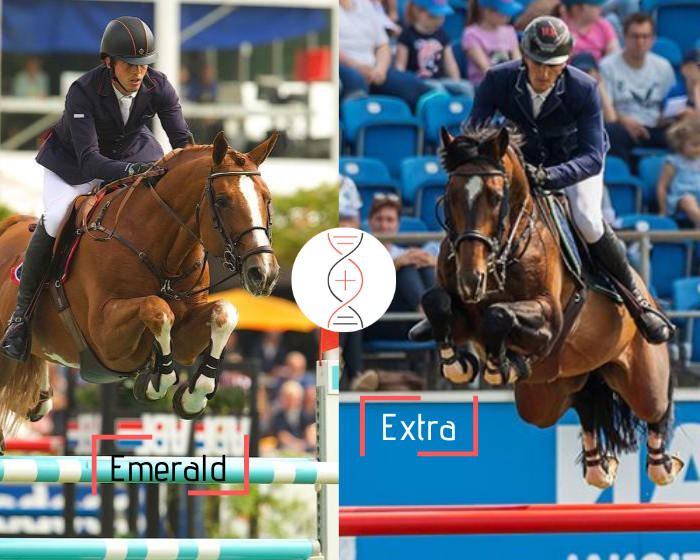 Emerald out of Extra’s full sister, Aachen Grand Prix CSI5* 1.70m with Olivier Philippaerts and More Than Extra Grand Prix CSI 1.60m! By Emerald x Berlin x Heartbreaker x Concorde x Ramiro Z