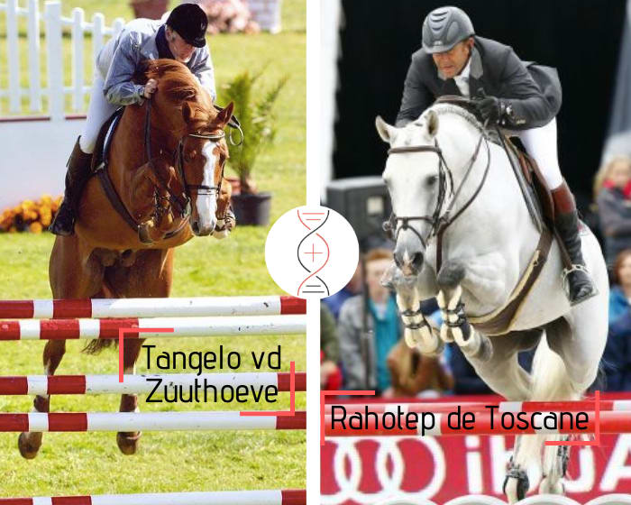Fanny du Murier’s damline, dam of Rahotep de Toscane! Tangelo vd Zuuthoeve x Comme Il Faut x Quick Star x Laudanum out of the sister of 7 performers 1.45m to 1.50m