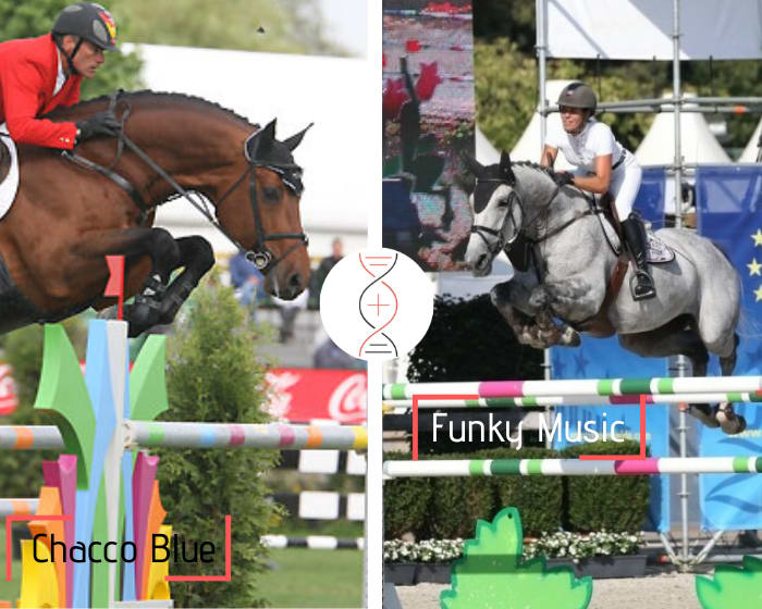 Direct Grandson/daughter of Funky Music! By Chacco Blue out of the sister of the performers in CSI 1.60m El Torreo de Muze and Bretling du Paradis Z!