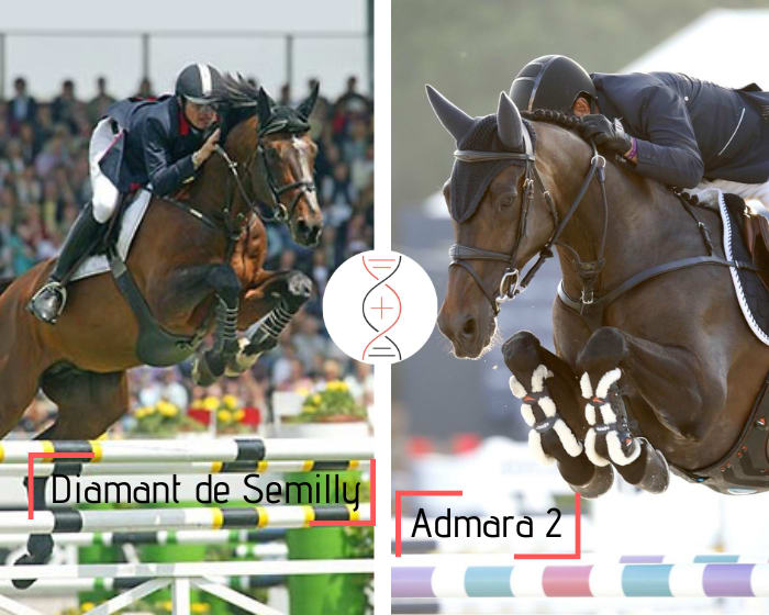 Lot of 2 frozen embryos from Hickstead’s damline! Diamant de Sémilly out of Admara 2’s sister, great winner in CSI5* World Cup
