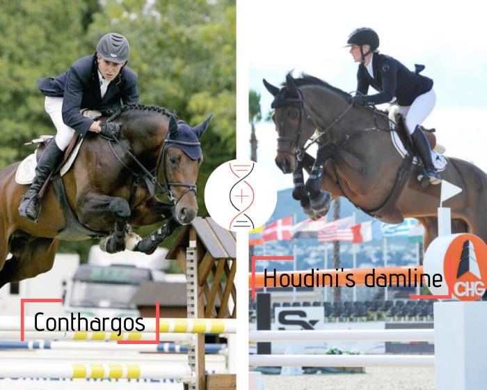Sister of Houdini and Chaccobo ranked in CSI 1.45m! By Conthargos x Balou du Rouet, out of the sister of Diarina 2 ranked in 1.45m, damline of Diamants Aurora CSI 1.60m with Jessica Mendoza