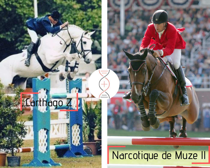Brother/sister of Vedet de Muze and Felini de la Pomme CSI 1.60m, by Carthago x Heartbreaker x Darco x Chin, out of Azuela de Muze, 1.40m and Narcotique de Muze II’s direct daughter!