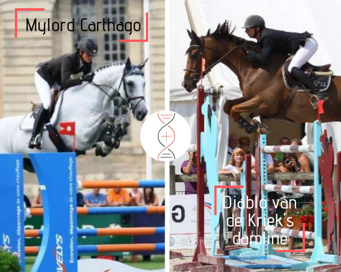 Mylord Carthago out of the sister of Joly Coeur van het Kriekenhof CSI 1.60m and Diablo van de Kriek 1.50m