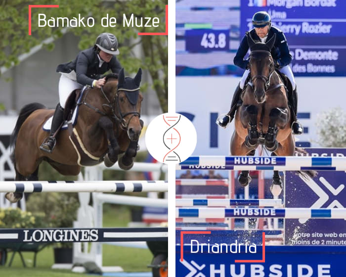 Rare foal to be born in 2023 out of Driandria, CSIO5* 1.70m, winner in CSIO5* Six Bar in Calgary, 13 rankings in CSI 1.60m with Piergiorgio Bucci, also full sister of Ciandro CSI 1.45m-1.50m