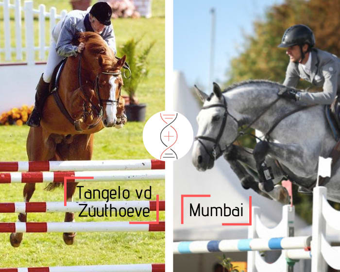 Rare female out of Fa-Belle van’t Roosakker, ranked in CSI4* 1.50m, dam of Kendy Belle CSI 1.45m with M. Fuchs, and unique sister of VDL Groep Eureka CSI5* 1.60m with M. van der Vleuten! Damline of Mumbai and Ta Belle van Sombeke