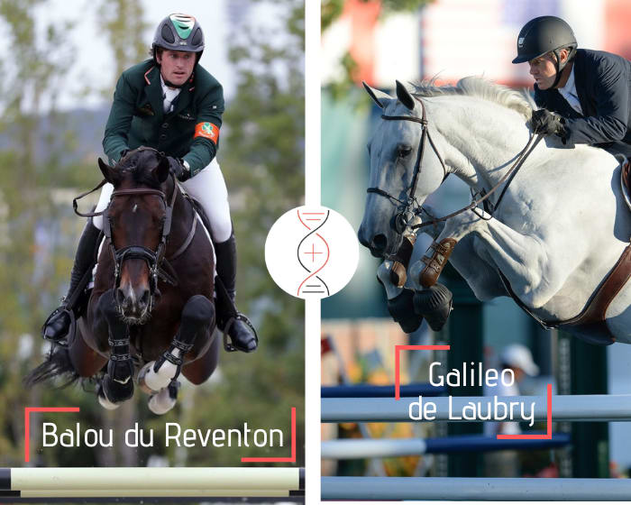 Balou du Reventon x Goldika de Laubry, CSI 1.50m, sister of 9 performers 1.45m to 1.70m including Galileo de Laubry CSI 1.70m and winner in CSIO 1.60m! 39 performers 1.45m and 1.70m in this damline, including Garfield Tiji des Templiers winner CSI5*