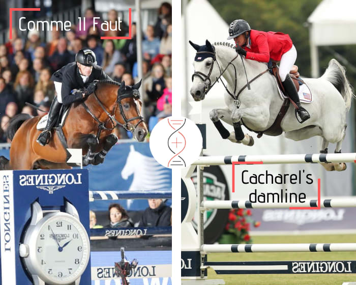 Comme Il Faut out of Givenchy 1.35m and daughter of Cacharel, 2rd in CSIO5* 1.60m! Damline of Ace, winner CSI 1.60m with Alison Robitaille