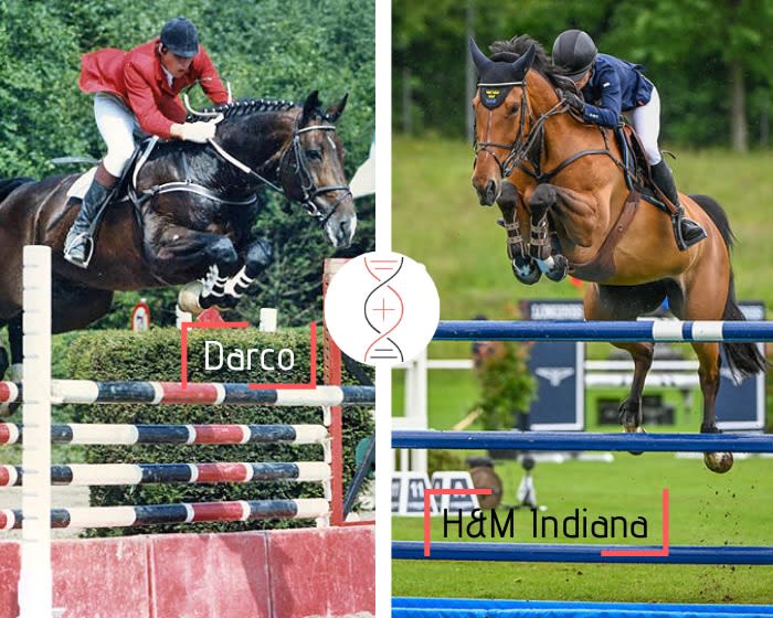 Darco out of H&M Indiana’s damline, olympic team champion in Tokyo with Malin Baryard-Johnsson, 2nd at Tryon 2018 WEG and winner in CSI5* 1.60m! Out of Bimola D 1.45m
