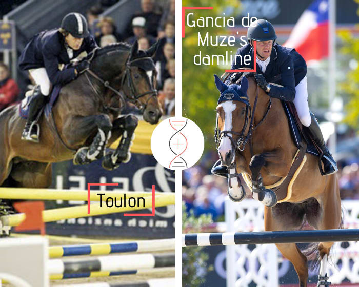 Rare embryo out of Isolde de Muze ranked 1.60m, sister of 3 performers 1.50m to 1.60m including Gancia de Muze, 10 times winner in CSI 1.60m with N. Bruynseels, aunt of Wiveau M winner CSIO5* 1.60m with A. Jufer! By Toulon x Nabab de Rêve x Nimmerdor