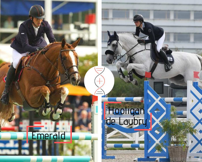 Brother/sister of 3 performers 1.55m to 1.60m, out of Emerald x Skippy II, out of the full sister of Radja de Laubry, dam of 2 performers 1.60m