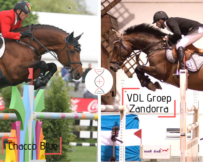 Chacco Blue x VDL Groep Zandorra Z, ranked in CSI5* 1.60m with Maikel van der Vleuten, 2nd, 4th & 5th dams also CSI 1.60m performers