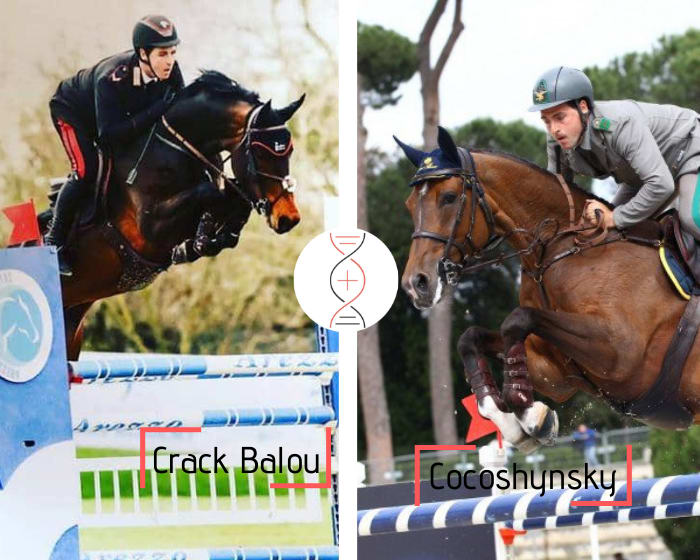 Crack Balou out of Cocoshynsky, winner in CSIO5* 1.60m with Emanuele Gaudiano! Sister of Lishynsky Grand Prix 1.50m-1.60m