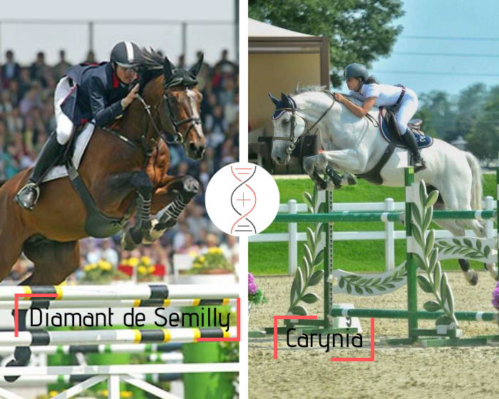 Full brother/sister of Diamant CSI 1.45m, by Diamant de Sémilly x Carynia, clear in CSI 1.60m and sister of Play On CSI 1.60m with Beezie Madden and 4 performers CSI 1.45m-1.50m!