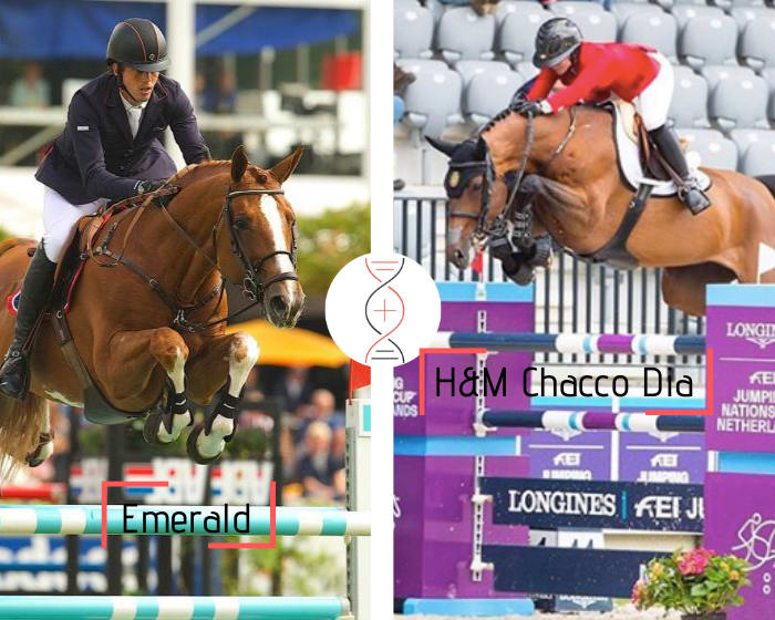 Brother/sister of H&M Chacco Dia, CSI5* 1.60m and clear in CSIO5* 1.55m with M. Baryard-Johnsson in 2021! By Emerald x Chacco Blue x Baloubet du Rouet, out of the sister of Casper 2nd in CSI5* 1.60m, Tryon WEG and Cabanus Grand Prix CSI 1.55m
