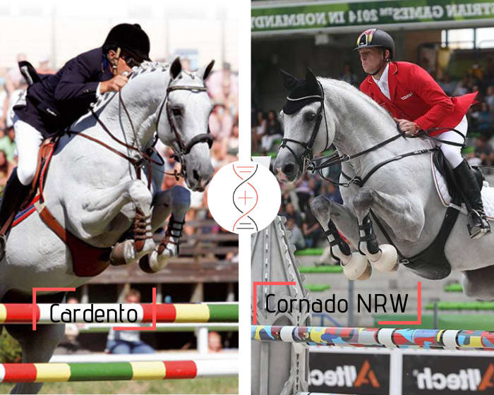 Cardento x Cornet Obolensky out of Arian, 4th in CSI 1.50m and direct cousin of Cornado NRW and Cornado II winners CSI5* 1.60m with Marcus Ehning and Christian Ahlmann