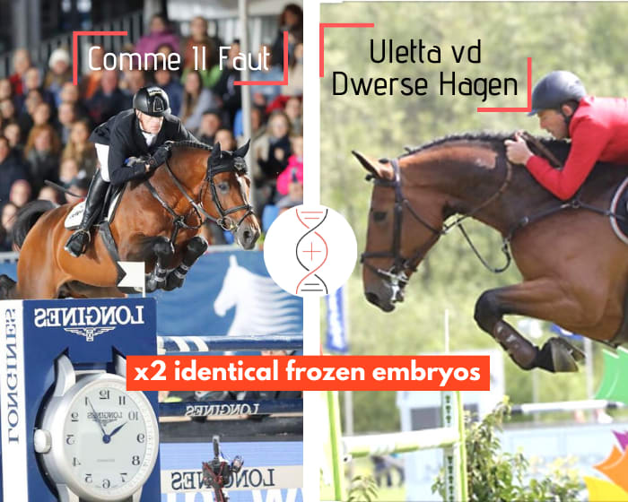 Lot of 2 embryos _ Comme Il Faut x Uletta van de Dwerse Hagen CSI 1.50m-1.55m with Patrik Spits, sister of Valetta DH Z 1.55m, already dam of 3 performers 1.35m and niece of Dollar vd Zuuthoeve 1.60m with Mohammed Al Thani