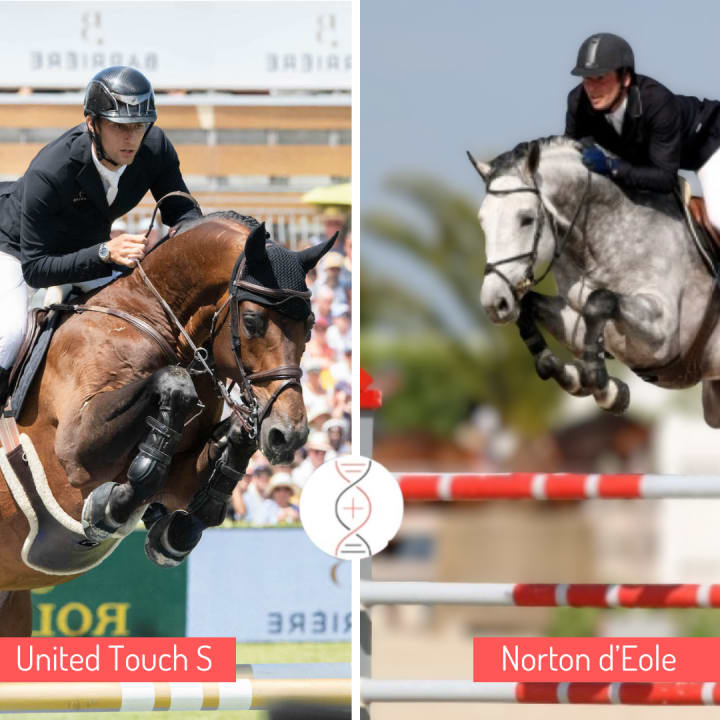 European Champion United Touch out of Diamanthina v. Ruytershof’s direct damline, winner 1.60m & Emerald’s full sister! Out of Lightningthina v. Ruytershof 1.40m, sister of 6 perf. 1.45m to 1.60m, dam of 3 performers 1.30m/1.40m.