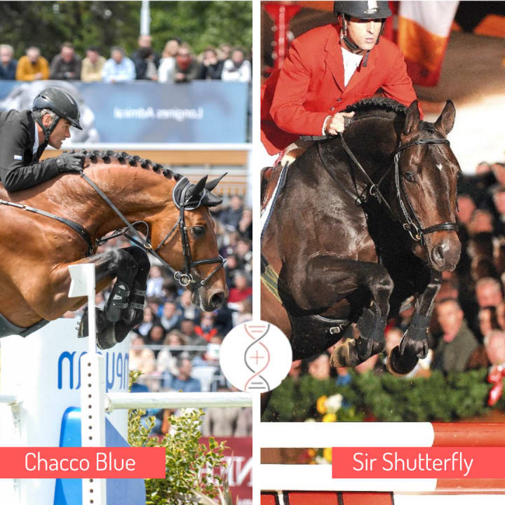 Chacco Blue x Sanghata, classée en Grand Prix CSI 1.60m et sœur de Chips classé en CSI5* 1 .60m avec Steve Guerdat.