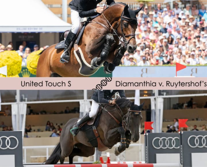 United Touch S out of Diamanthina v. Ruytershof’s direct damline, winner 1.60m & Emerald’s full sister! Out of Lightningthina v. Ruytershof 1.40m, sister of 6 perf. 1.45m to 1.60m, dam of 3 performers 1.30m/1.40m.