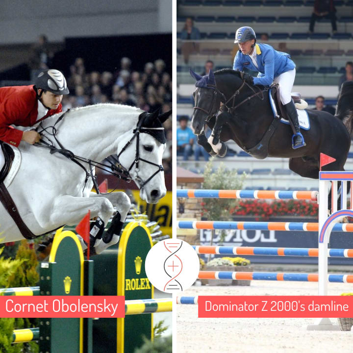 Cornet Obolensky with the full sister of Dominator, great CSI5* 1.60m winner with Christian Ahlmann! Herself ranked in competition! 9 performers from 1.45m to 1.60m in this damline.