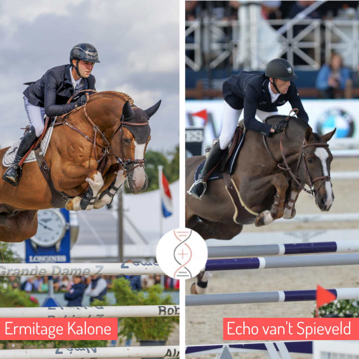 Ermitage Kalone avec une fille de Geena van't Roosakker 1.55m, petite-fille de Babbe van't Roosakker 1.60m et arrière petite-fille d'Usha van't Roosakker ! Embryon frère/soeur de Sting Hero Z classé 1.45m.