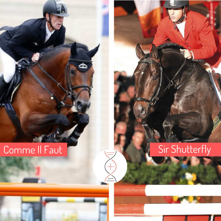 Sanghata, en Grand Prix 1.60m dès 9 ans, avec Comme Il Faut ! Sœur de Chips VI, performer CSI5* 1.60m avec Steve Guerdat, et de Tailormade Bacento, performer 1.45m. Sanghata est une fille de Sir Shutterfly, propre frère du crack Shutterfly !