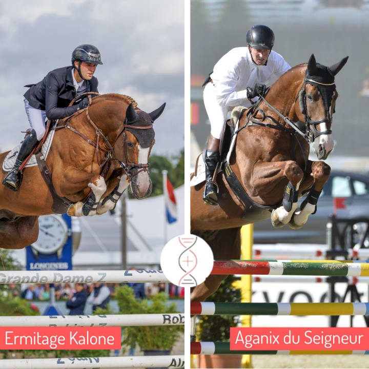 Ermitage Kalone x Oak Grove's Americana 1.60m, daughter of Oak Grove's Heartfelt 1.65m, granddaughter of Quasibelle du Seigneur and sister of 5 performers 1.45m to 1.60m including Cardino du Seigneur! Ta Belle van Sombeke's damline.