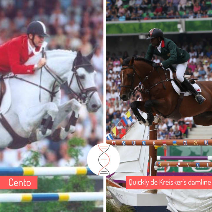 Cento x Diamant de Sémilly x Laudanum, out of the full sister of Quickly de Kreisker, great CSI5* 1.60m winner with Abdelkebir Ouaddar, herself performer in CSI 1.45m and already dam of Angela de Kreisker, CSI 1.50m–1.60m.