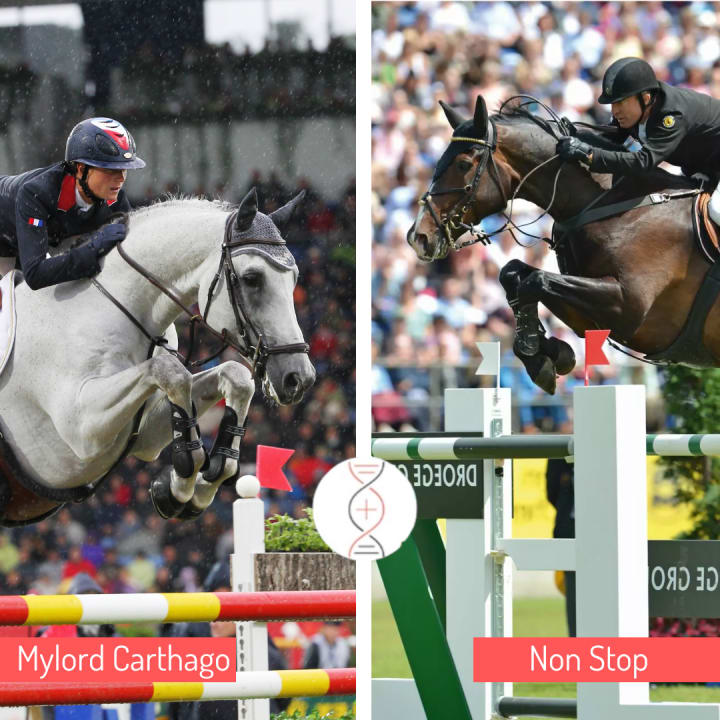 Mylord avec l'exceptionnelle Rianne du Briot, déjà mère de 3 performeurs 1.45-1.50m, grand mère de la performeuse 1m60 Scarlina de Tiji Z avec P.Schwizer ! Egalement fille de l'excellente Carlina IV !