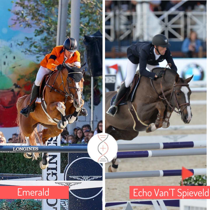 Emerald with Estrella Hero Z 1.45m! Already dam of four performers 1.40-1.45m. and daughter of Electra van’t Roosakker! Emerald x Echo van’t Spieveld x Carthago x Darco x Chin Chin!