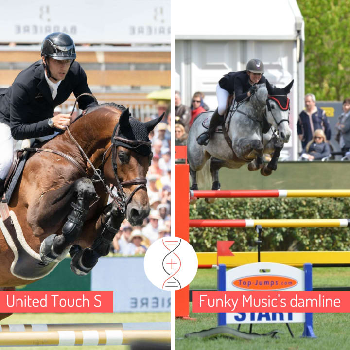 United Touch x Cigale de Muze, daughter of the exceptional Funky Music, CSI 1.60m, full sister to El Torreo de Muze, ranked CSIO5* 1.60m, sister to Bretling du Paradis Z, CSI 1.60m, and already dam of a 1.50m performer.