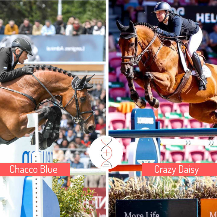 The 3/4 brother or sister of Crazy Daisy, ranked in CSI4* 1.55m with Millie Allen!
