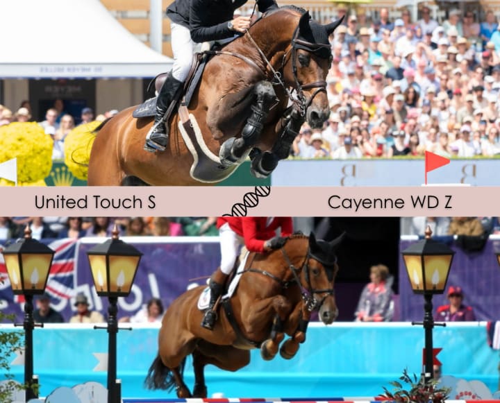 United Touch S out of CAYENNE WD Z, CSI3* 1.60m! Daughter of Bokidoki vd Kranenburg 1.45m, full sister to DON FLAMENCO VD KRANENBURG, CSI5* 1.65m. This embryo is already a full brother/sister to CIBELLE Z, 1.50m!