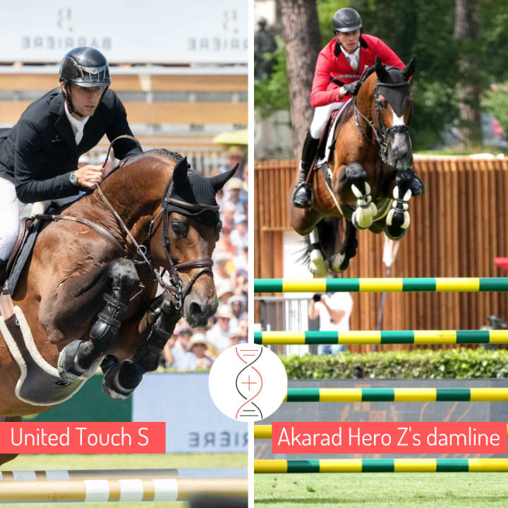 United Touch x Baloubet du Rouet x Chin Chin with a daughter of China Touch Hero! By Chiva du Rouet, sister of 6 performers 1.45-1.60m, including Akarad Hero 1.60m and Sea Coast Don’t Touch Tiji Hero. Damline of Inoui du Seigneur and Tinka’s Hero!