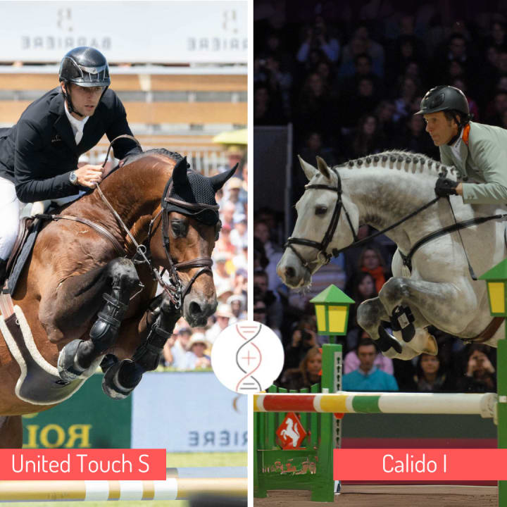Le Ch. d'Europe United Touch S avec la lignée de Fein Cera Ch. Olympique d’Athènes et Ornellaia gagnante CSIO5* 1.60m avec J. Whitaker ! Par Calandra 19 CSI2* 1.40m, lignée de performeurs 1.60m dont Zera 23, Castelfield Dream & Consul